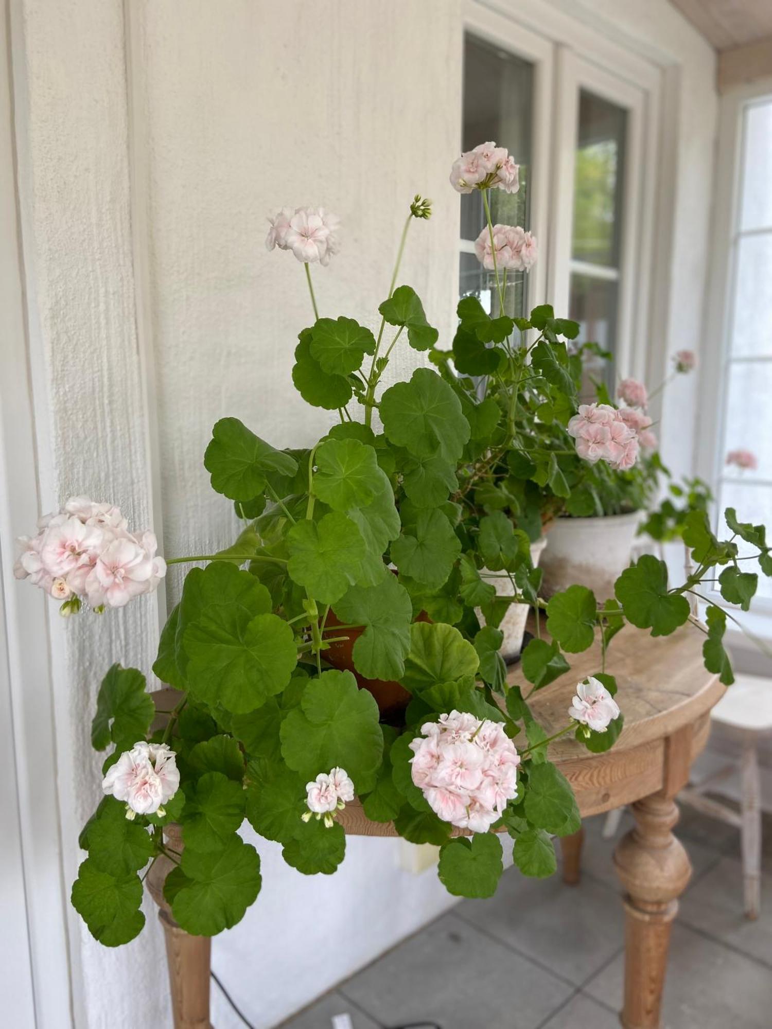Blomstertantens Hus Trelleborg Extérieur photo
